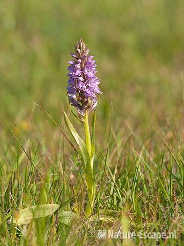 Gevlekte orchis, NHD WaZ1 040611