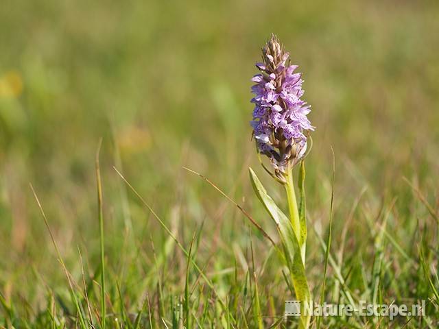 Gevlekte orchis, NHD WaZ2 040611