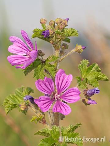 Groot kaasjeskruid, bloemen, Noordermaatweg Heemskerk 1 150611