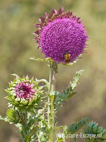 Knikkende distel, bloem en bloemknop, NPZK1 010611