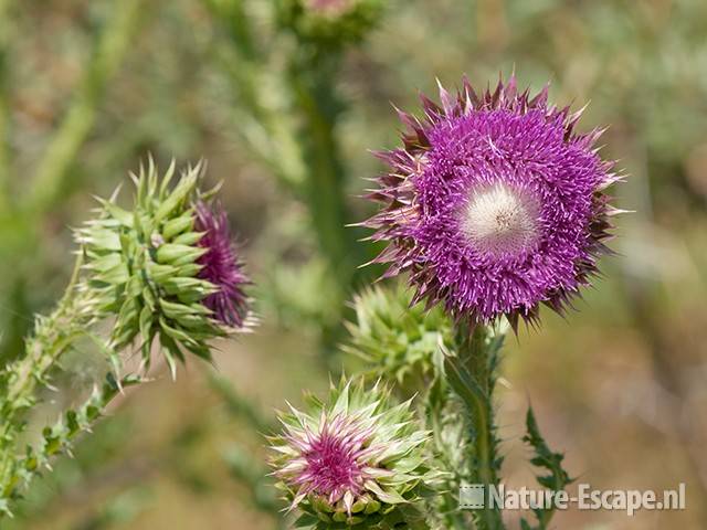 Knikkende distel, bloem en bloemknoppen, NPZK2 010611