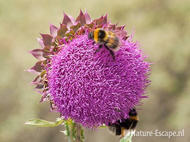 Knikkende distel, bloem met hommels, NPZK1 010611