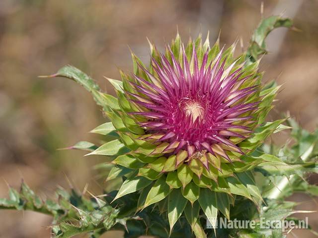 Knikkende distel, bloemknop, NPZK1 010611