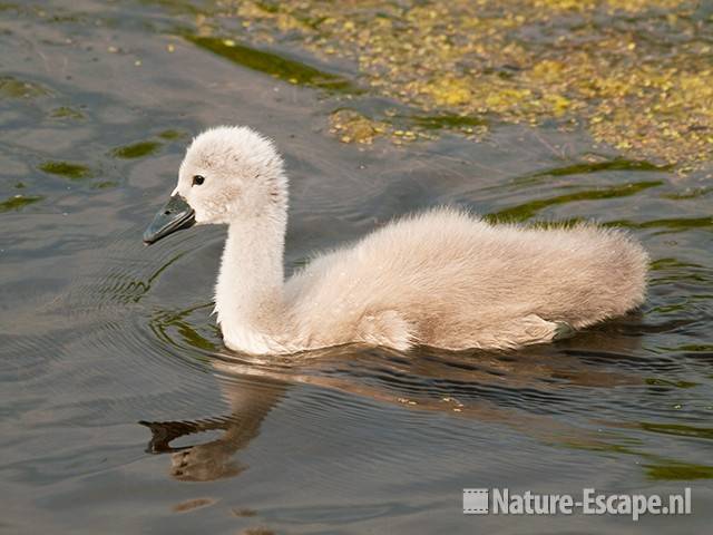 Knobbelzwaan, jong, juveniel, Castricummerpolder 2 110615