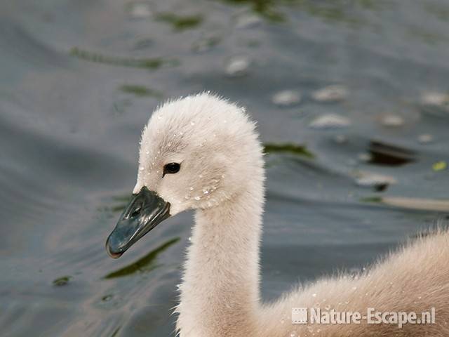 Knobbelzwaan, jong, juveniel, Castricummerpolder 4 110615