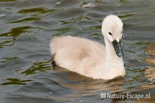 Knobbelzwaan, jong, juveniel, Castricummerpolder 6 110615