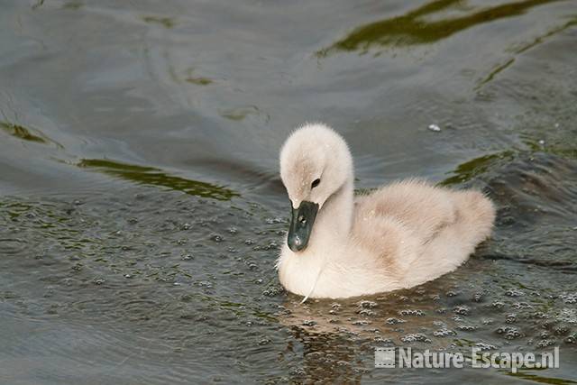 Knobbelzwaan, jong, juveniel, Castricummerpolder 7 110615