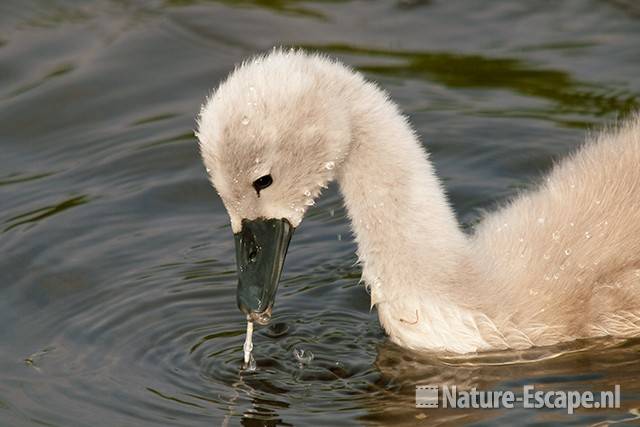 Knobbelzwaan, jong, juveniel, foeragerend, Castricummerpolder 1 110615