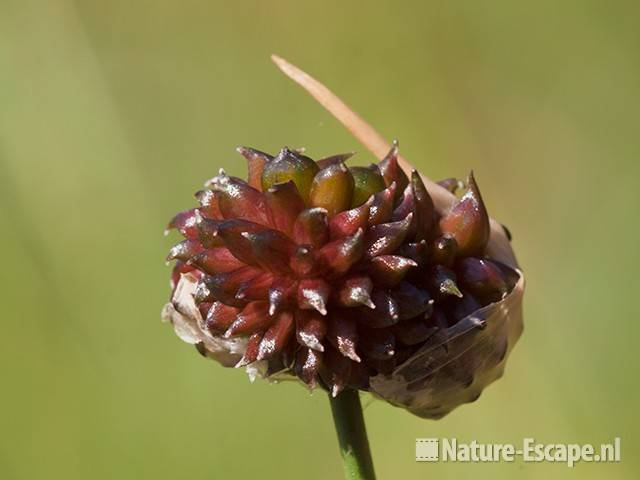 Kraailook, bloemknoppen, SBB Schoorl 1 140611