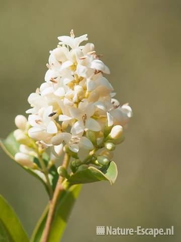 Liguster, bloei, bloemen, NHD WaZ1 040611