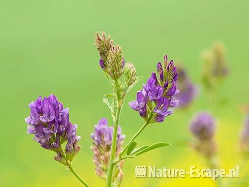 Luzerne, bloemen, Assendelft 3 150611