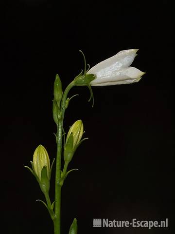 Perzikbladklokje, witte bloem en bloemknoppen, SBB Schoorl 2 140611