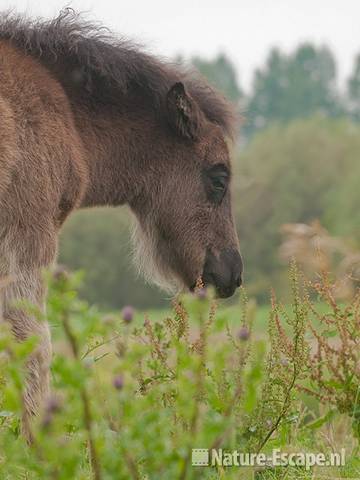 Shetland pony, veulen, foeragerend, Aagtendijk 2 150611