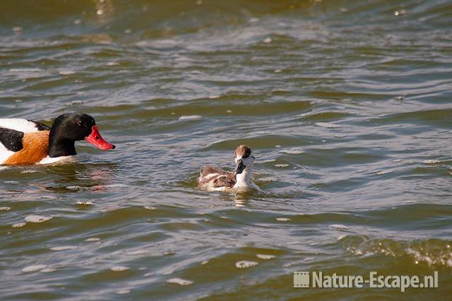 Bergeend, jong, juveniel en adult, Zww1 220611