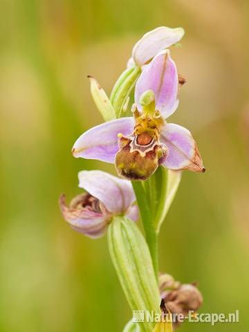 Bijenorchis, detail bloem, Zwanenwater 1 220611