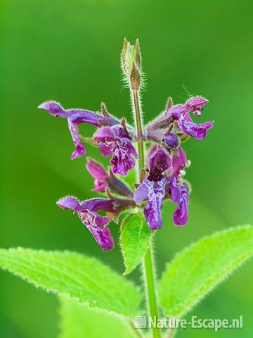 Bosandoorn, bloemen, AWD1 300611