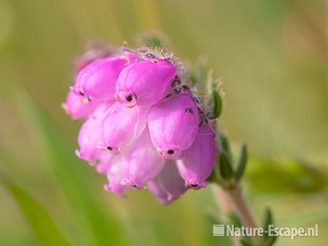 Dopheide, bloemen, Zww2 220611