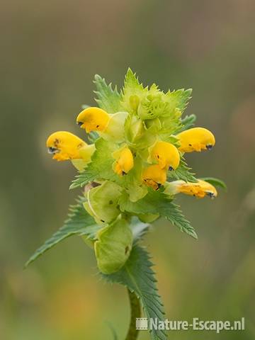 Grote ratelaar, bloemen Zww1 220611