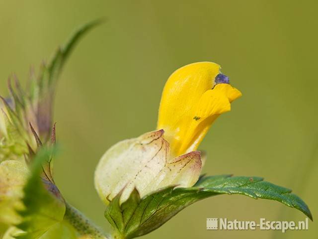 Grote ratelaar, detal bloem Zww1 220611