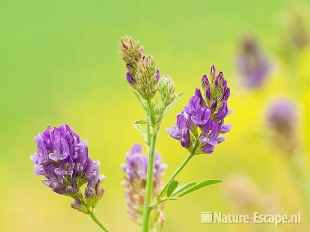 Luzerne, bloemen, Assendelft 1 150611