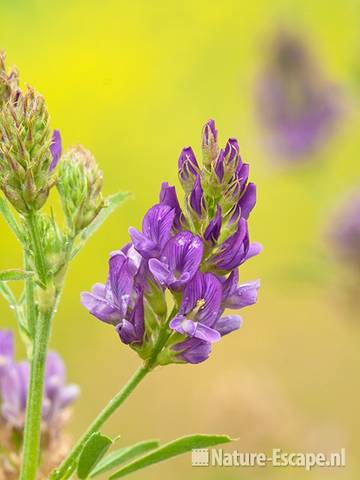 Luzerne, bloemen, Assendelft 2 150611