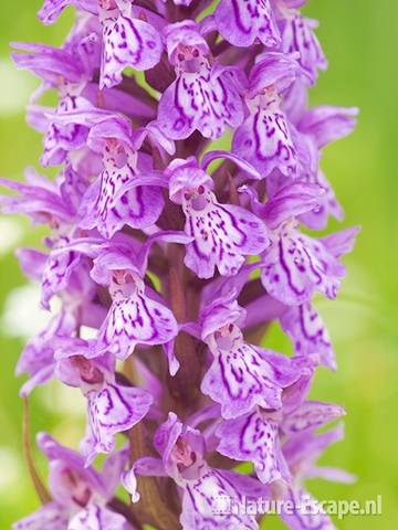 Rietorchis, detail bloemen, Zww1 220611