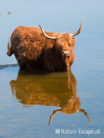 Schotse hooglander, in water, Doornvlak 3 270611