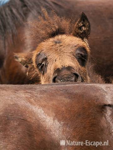 Shetland, pony, veulen, achter rug van merrie, Aagtendijk 1 040711