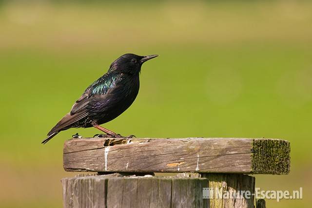 Spreeuw, op hekpaal, Wormer- en Jisperveld 1 040711