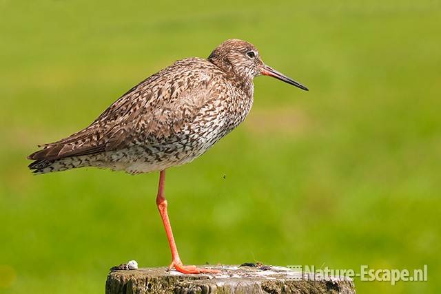 Tureluur, op paal, Castricummerpolder 2 050711