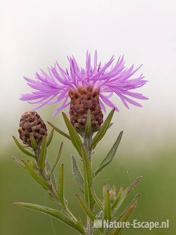 Zwart knoopkruid, bloem en bloemknop, Zwmp2 150611