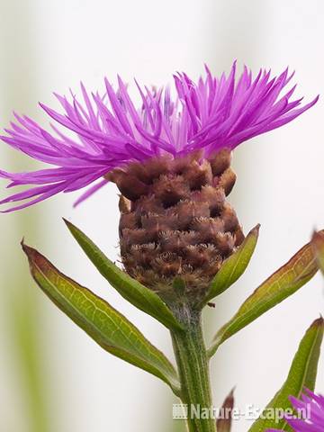 Zwart knoopkruid, detail bloem, Zwmp3 150611