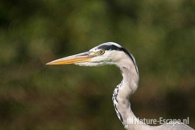 Blauwe reiger, detail kop, Spaarndam 1 020811