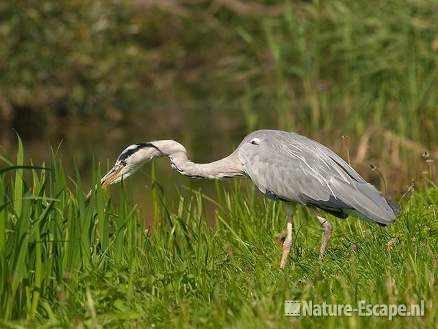 Blauwe reiger, jagend, Spaarndam 1 020811