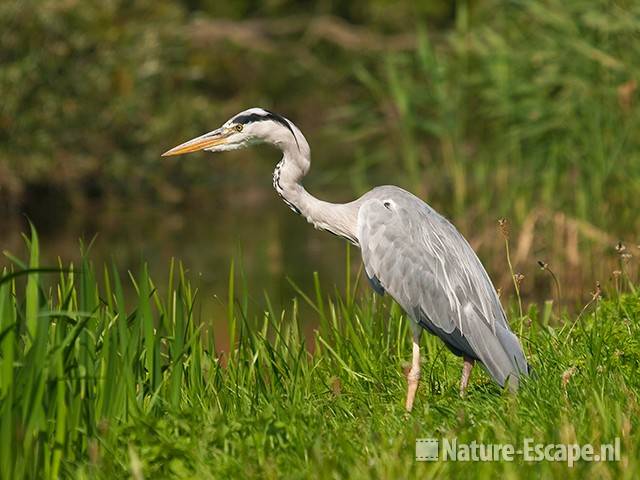 Blauwe reiger, Spaarndam 1 020811