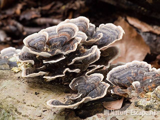 Elfenbankjes, Elswout 1 170811