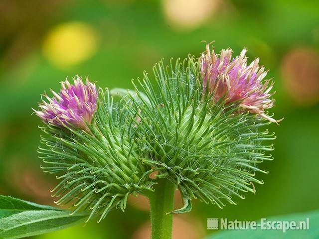 Grote klis, bloemen, Elswout 1 170811