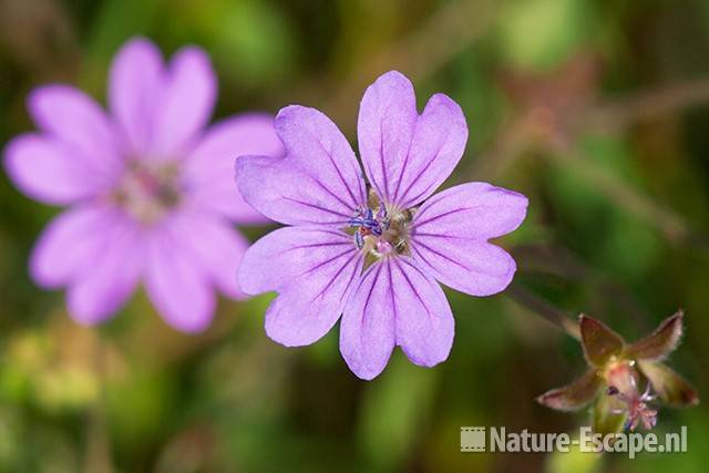 Zachte ooievaarsbek, bloemen, Aagtendijk 1 010811