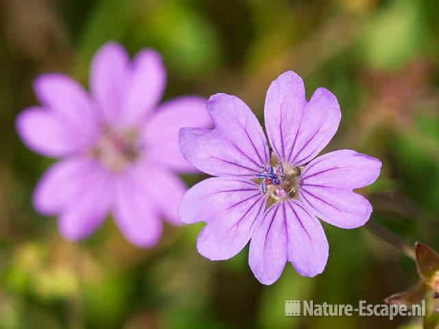 Zachte ooievaarsbek, bloemen, Aagtendijk 4 010811