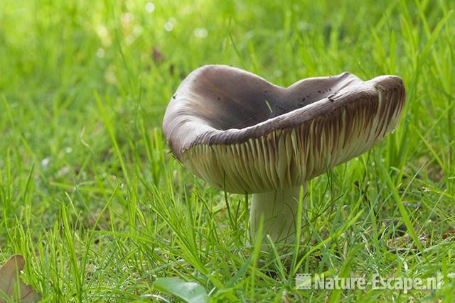 Zwartpurperen russula, vermoedelijk, Elswout 1 170811