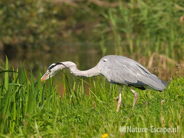 Blauwe reiger, jagend, Spaarndam 2 020811