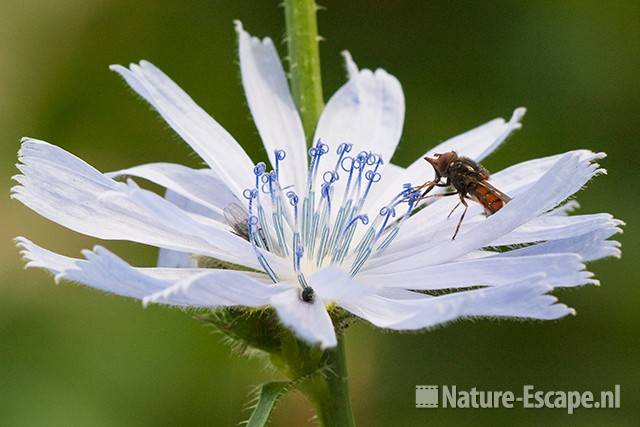 Cichorei, bloem met insecten, Assendelft 2 220811