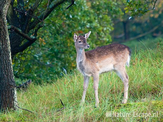 Damhert, jonge bok, AWD2 131011