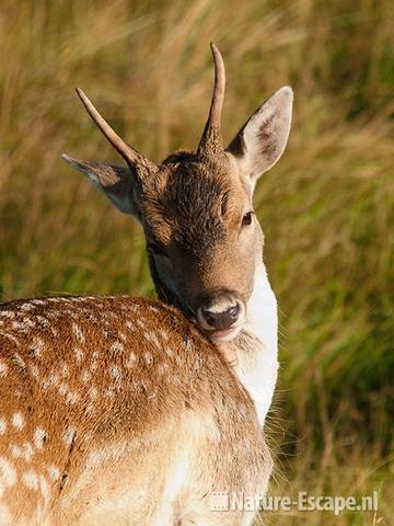 Damhert, jonge bok, close up, AWD1 131011