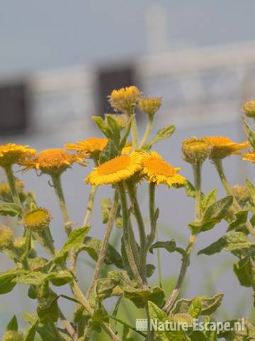 Heelblaadjes, bloemen, bij snelweg, Spw1 020811