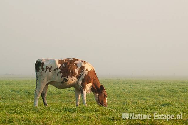 Koe, roodbont, grazend, polder Assendelft 011011