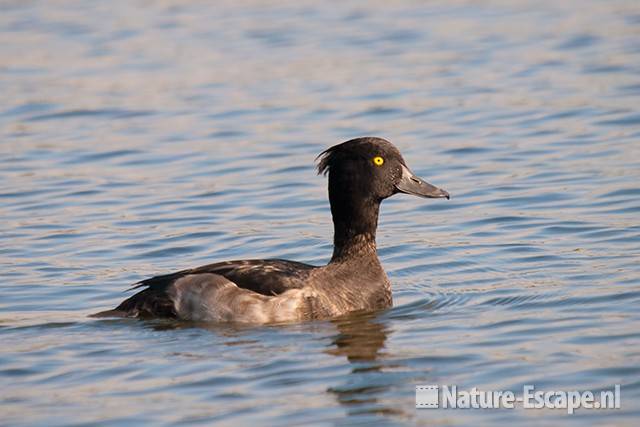 Kuifeend, woerd, man, Vogelmeer NPZK1 220811