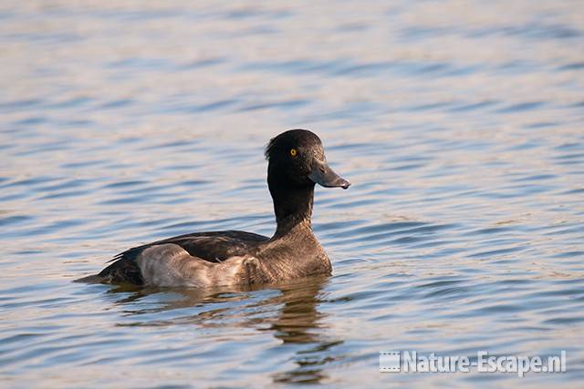 Kuifeend, woerd, man, Vogelmeer NPZK2 220811