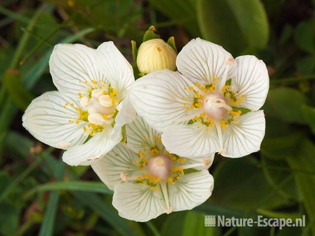 Parnassia, bloemen, NPZK1 220811