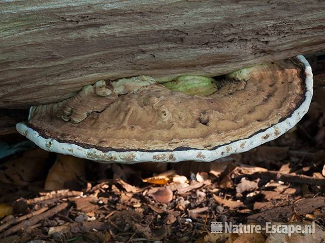 Platte tonderzwam, Groenendaal 1 141011